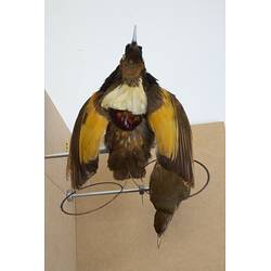 <em>Cicinnurus magnificus hunsteini</em>, Magnificent Bird-of-Paradise. [44825]