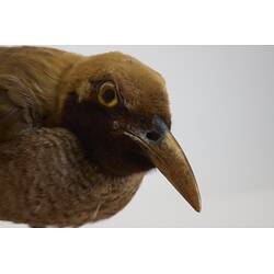 <em>Paradisaea decora</em>, Goldie's Bird-of-Paradise. [45561]