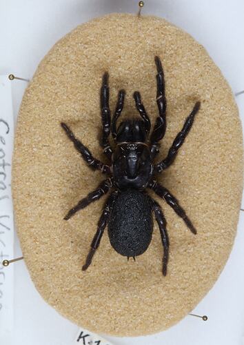 <em>Hadronyche modesta</em>, Victorian Funnelweb Spider. [K 14806]