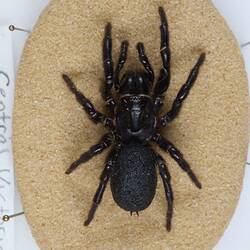Our Wondrous Planet, Our Wild Family: Dry Specimen - Victorian Funnelweb Spider, <em>Hadronyche modesta</em> (Simon, 1891)