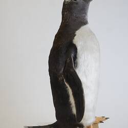 <em>Pygoscelis papua papua</em>, Gentoo Penguin. [B 21020]