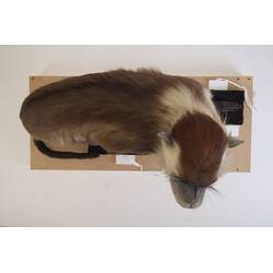 <em>Cercocebus torquatus</em>, Red-capped Mangabey. [C 30284]