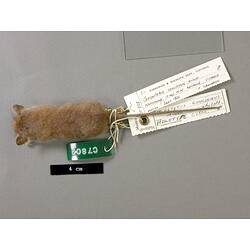 Dorsal view of possum study skin with specimen labels.