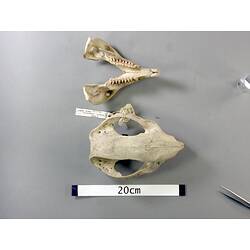Wombat lower jaw and skull, dorsal views.