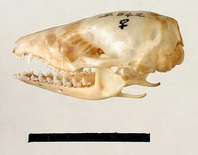 Lateral view of antechinus skull beside scale bar.