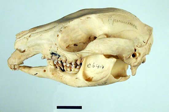 <em>Petrogale penicillata</em>