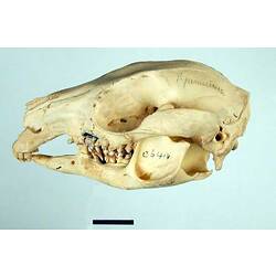 Side view of articulated wallaby skull.
