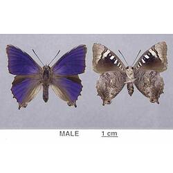 Two pinned butterfly specimens beside each, one in dorsal view, one in ventral view.