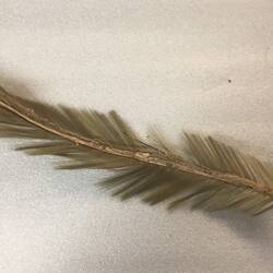 Finely spun glass replicating a yellow feather.