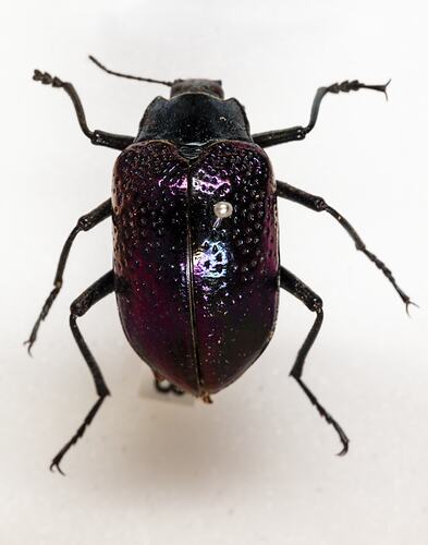 <em>Cyphaleus fulgidipennis</em>, Darkling Beetle. [COL 143718]