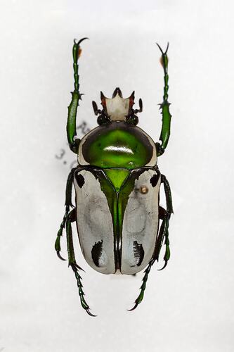 <em>Rhamphorrhina bertolonii</em>, scarab beetle. [COL 143767]