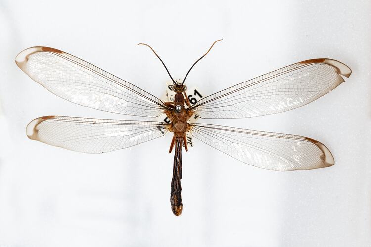 <em>Nymphes myrmeleonoides</em>, Blue Eyes Lacewing. [NEU 961]