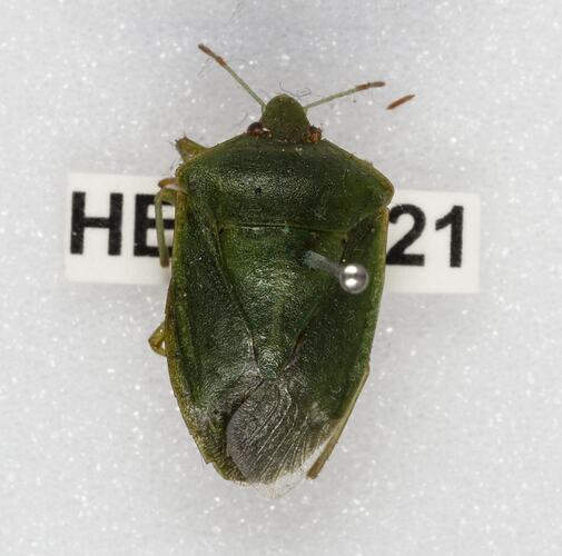 <em>Nezara viridula</em>, Green Vegetable Bug. [HEM 6221]