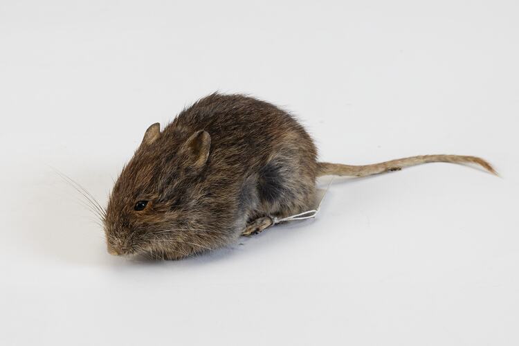 <em>Pseudomys shortridgei</em>, Australian Heath Mouse. [C 25047]