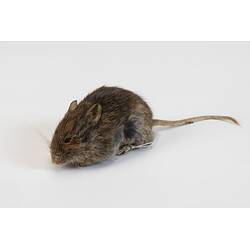 <em>Pseudomys shortridgei</em>, Australian Heath Mouse. [C 25047]