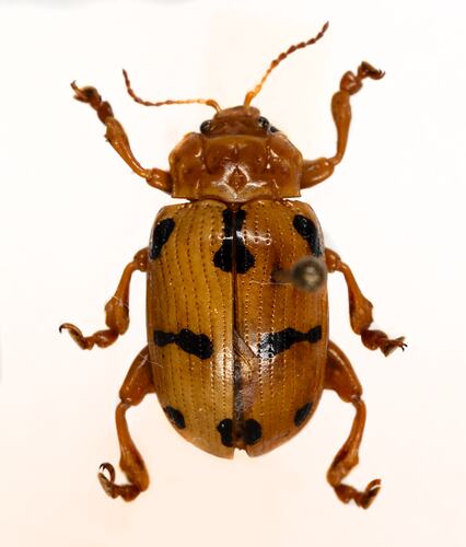 <em>Podontia affinis</em>, flea beetle. [COL 143696]