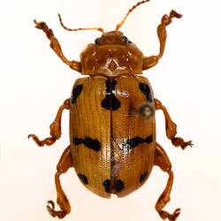 Our Wondrous Planet, Our Wild Family: Dry Specimen - Flea beetle, <em>Podontia affinis</em> (Gröndal, 1808)