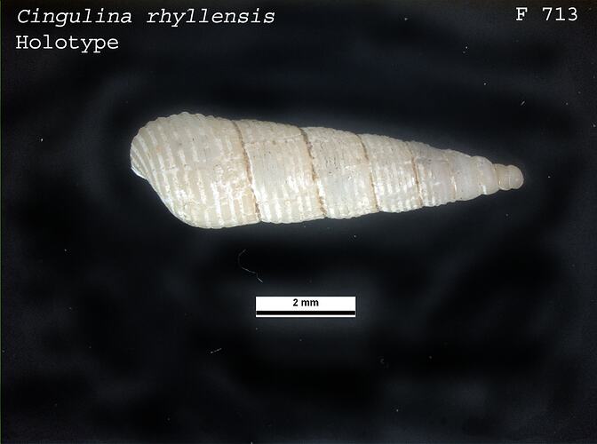 <em>Cingulina rhyllensis</em>, marine snail.  Holotype.  Registration no. F 713.