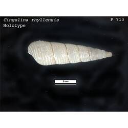 <em>Cingulina rhyllensis</em>, marine snail.  Holotype.  Registration no. F 713.