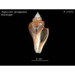 <em>Pugilina griggiana</em>, gastropod, shell. Holotype. Registration no. F 17571.