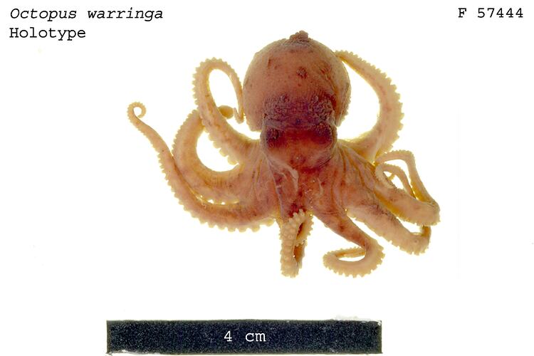 Octopus specimen beside scale bar, dorsal view.