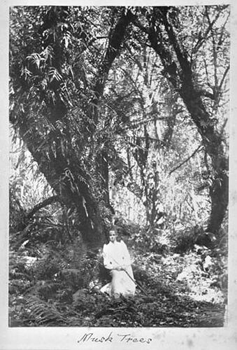 THE DANDENONGS (Continued) 1893. Musk Trees.