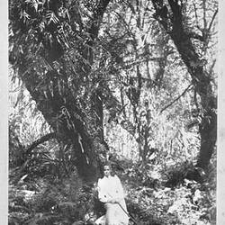Photograph - by A.J. Campbell, Dandenong Ranges, Victoria, 1893