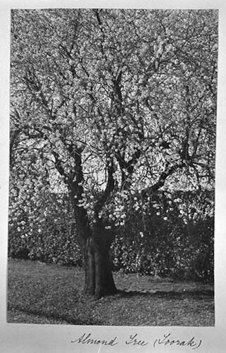 Almond Tree (Toorak)