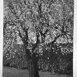 Photograph - 'Almond Tree', by A.J. Campbell, Toorak, Victoria, circa 1895
