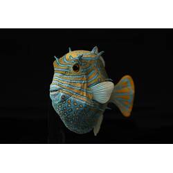 <em>Aracana ornata</em>, Ornate Cowfish. [A 19375]