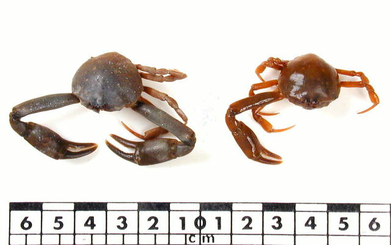Two crab specimens beside scale bar.