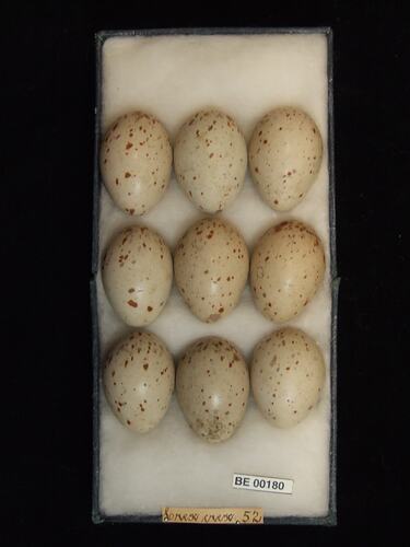 Nine bird eggs with specimen labels in box.
