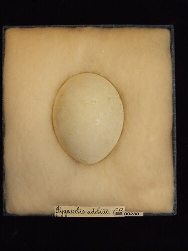 Bird egg with specimen labels in box.