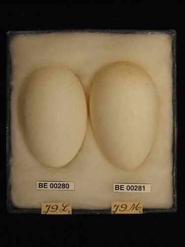 Two bird eggs with specimen labels in box.
