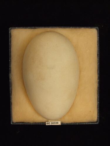 Bird egg with specimen labels in box.