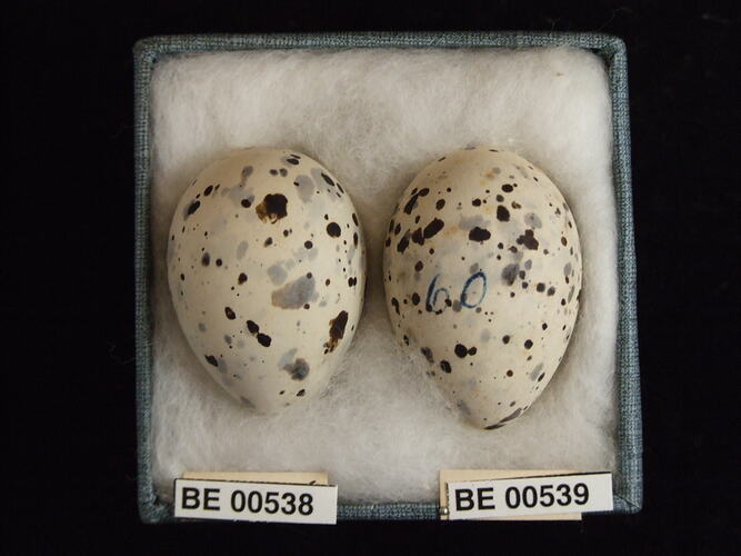 Two bird eggs with specimen labels in box.