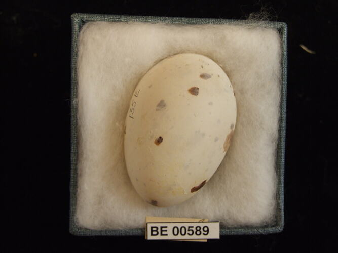 Bird egg with specimen labels in box.