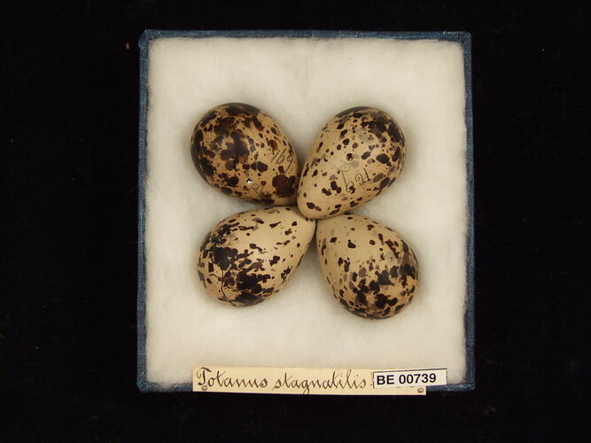 Four bird eggs with specimen labels in box.