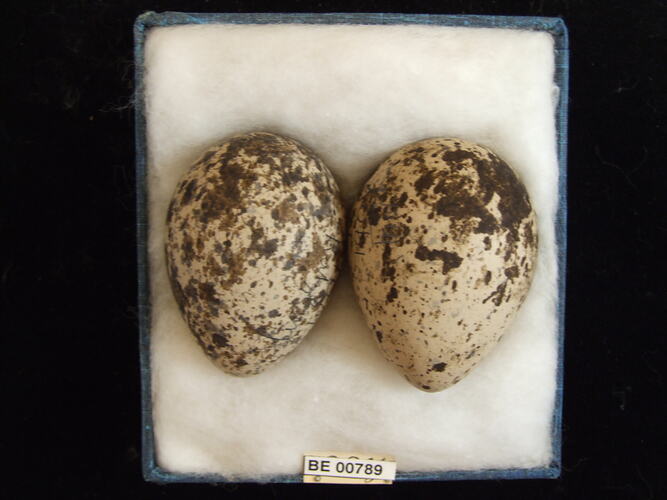 Two bird eggs with specimen labels in box.
