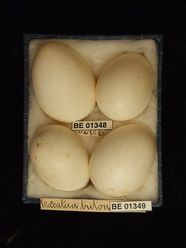 Four bird eggs in box with specimen labels.