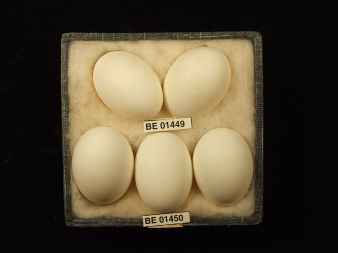 Five bird eggs with specimen labels in box.
