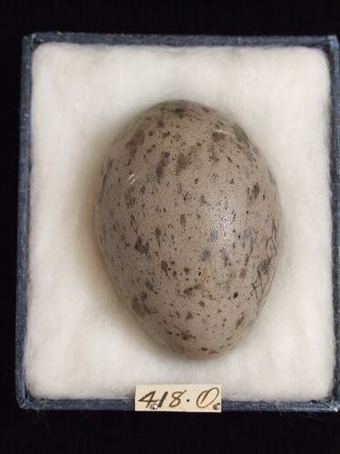 Bird egg with specimen labels in box.