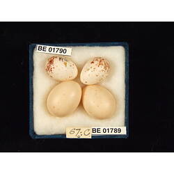 <em>Lichenostomus chrysops chrysops</em>