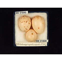 <em>Entomyzon cyanotis cyanotis</em>