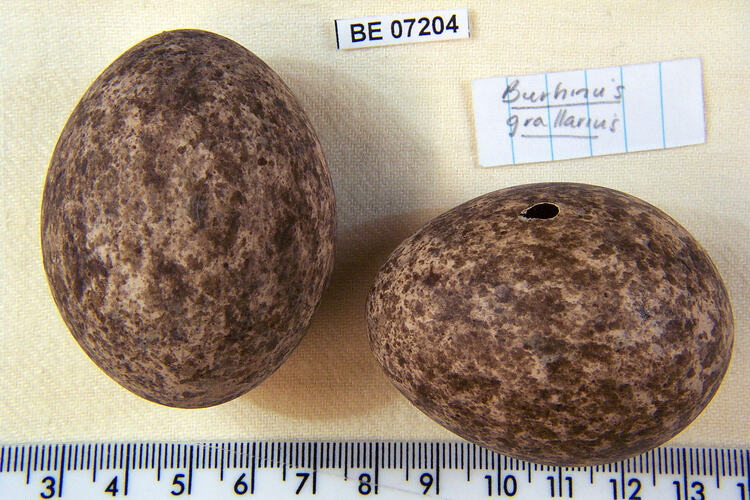 Two bird eggs and specimen labels beside ruler.