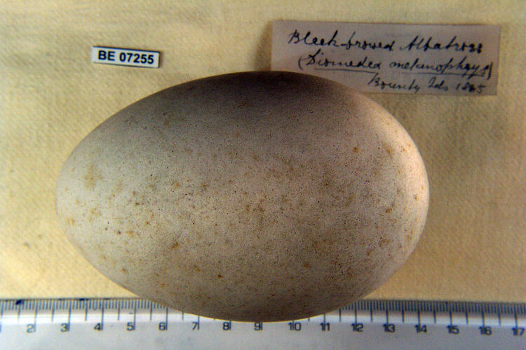 Bird egg with specimen labels beside ruler.