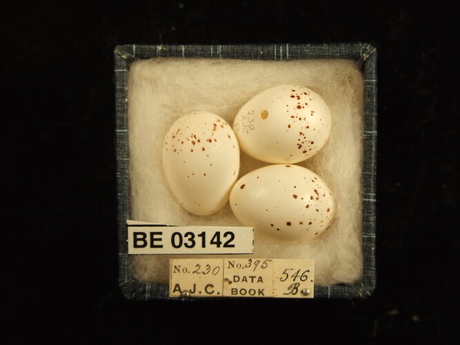 Three bird eggs in box with labels.