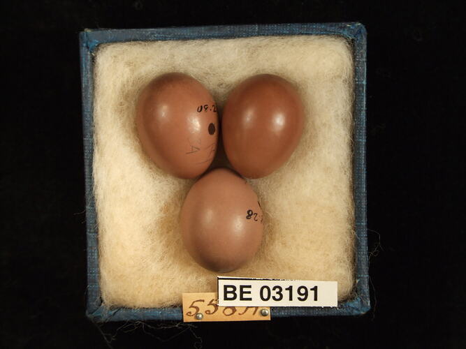 Three bird eggs in box with labels.