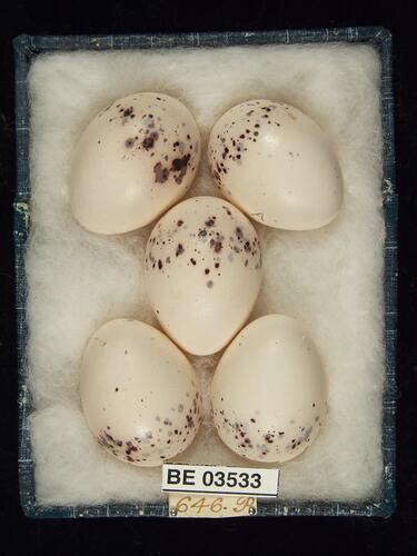 Five bird eggs in box with specimen labels.