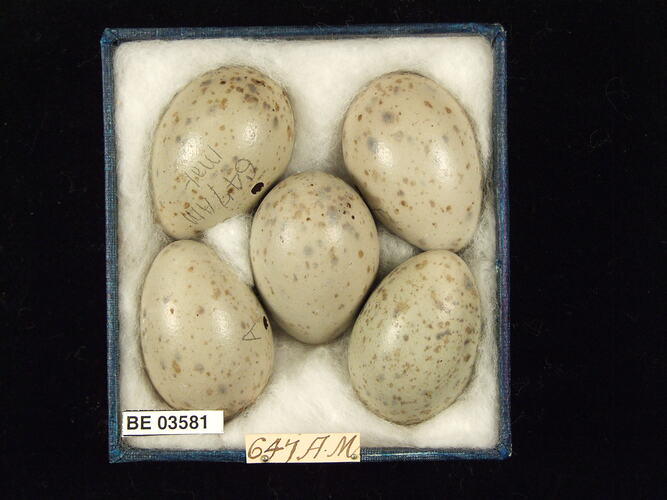 Five bird eggs in box with specimen labels.